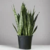 Sansevieria Zeylanica 'Bowstring Hemp' Large Snake Plant -Eds Plant Shop sansevieria zeylanica bowstring hemp floor plant 667051