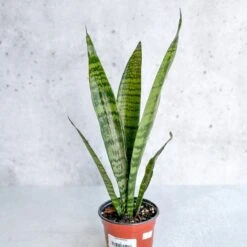 Sansevieria Zeylanica 'Bowstring Hemp' – Snake Plant -Eds Plant Shop sansevieria zeylanica bowstring hemp snake plant 326147
