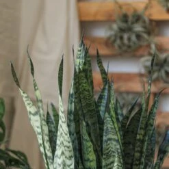 Sansevieria Zeylanica 'Bowstring Hemp' – Snake Plant -Eds Plant Shop sansevieria zeylanica bowstring hemp snake plant various sizes 401642
