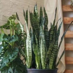 Sansevieria Zeylanica 'Bowstring Hemp' – Snake Plant -Eds Plant Shop sansevieria zeylanica bowstring hemp snake plant various sizes 574410