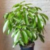 Schefflera Amate - Amate Umbrella Tree -Eds Plant Shop schefflera amate amate umbrella tree 135935