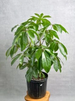 Schefflera Amate - Amate Umbrella Tree -Eds Plant Shop schefflera amate amate umbrella tree 394740