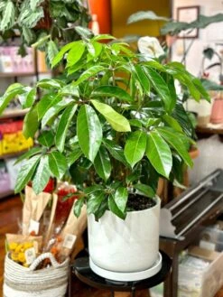 Schefflera Amate - Amate Umbrella Tree -Eds Plant Shop schefflera amate amate umbrella tree 460616