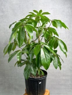 Schefflera Amate - Amate Umbrella Tree -Eds Plant Shop schefflera amate amate umbrella tree 904641