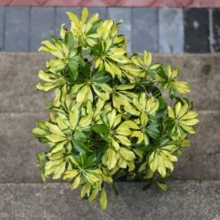 Schefflera Arboricola Trinette 'Dwarf Umbrella Tree' Floor Plant -Eds Plant Shop schefflera arboricola trinette dwarf umbrella tree floor plant 201298