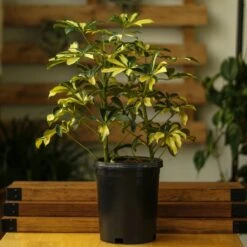 Schefflera Arboricola Trinette 'Dwarf Umbrella Tree' Floor Plant -Eds Plant Shop schefflera arboricola trinette dwarf umbrella tree floor plant 265265