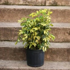 Schefflera Arboricola Trinette 'Dwarf Umbrella Tree' Floor Plant -Eds Plant Shop schefflera arboricola trinette dwarf umbrella tree floor plant 547045