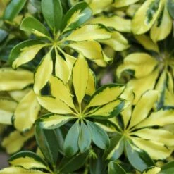 Schefflera Arboricola Trinette 'Dwarf Umbrella Tree' Floor Plant -Eds Plant Shop schefflera arboricola trinette dwarf umbrella tree floor plant 714606