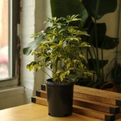 Schefflera Arboricola Trinette 'Dwarf Umbrella Tree' Floor Plant -Eds Plant Shop schefflera arboricola trinette dwarf umbrella tree floor plant 872415