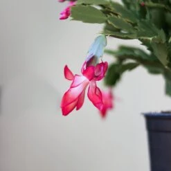 Schlumbergera Bridgessii 'Christmas Cactus' -Eds Plant Shop schlumbergera bridgessii christmas cactus 270678