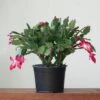 Schlumbergera Bridgessii 'Christmas Cactus' -Eds Plant Shop schlumbergera bridgessii christmas cactus 587317
