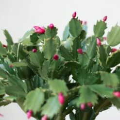 Schlumbergera Bridgessii 'Christmas Cactus' -Eds Plant Shop schlumbergera bridgessii christmas cactus 769836
