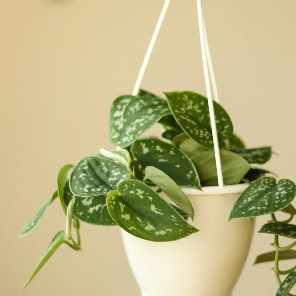 Scindapsus Pictus Argyraeus 'Satin Pothos' 3 Scindapsus Pictus Argyraeus 'Satin Pothos'