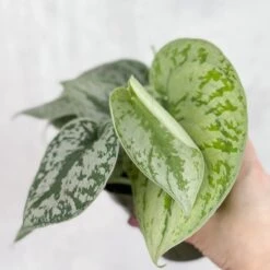 Scindapsus Pictus ‘Exotica’ -Eds Plant Shop scindapsus pictus exotica exotic scindapsus various sizes 219619