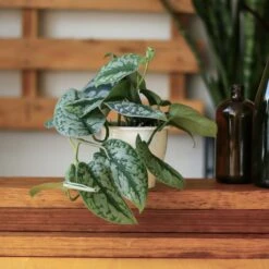 Scindapsus Pictus ‘Exotica’ -Eds Plant Shop scindapsus pictus exotica exotic scindapsus various sizes 278585