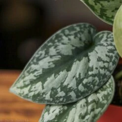 Scindapsus Pictus ‘Exotica’ -Eds Plant Shop scindapsus pictus exotica exotic scindapsus various sizes 403290