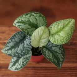 Scindapsus Pictus ‘Exotica’ -Eds Plant Shop scindapsus pictus exotica exotic scindapsus various sizes 689104