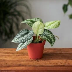 Scindapsus Pictus ‘Exotica’ -Eds Plant Shop scindapsus pictus exotica exotic scindapsus various sizes 825417