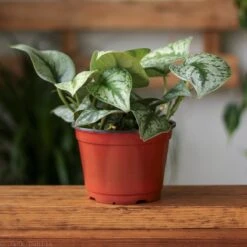 Scindapsus Pictus ‘Exotica’ -Eds Plant Shop scindapsus pictus exotica exotic scindapsus various sizes 918626