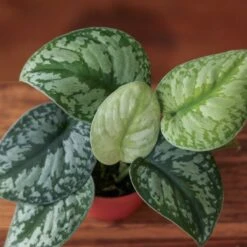 Scindapsus Pictus ‘Exotica’ Hanging Basket -Eds Plant Shop scindapsus pictus exotica hanging basket 554678