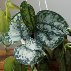 Scindapsus Pictus ‘Exotica’ Hanging Basket -Eds Plant Shop scindapsus pictus exotica hanging basket 841497