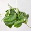 Scindapsus Pictus ‘Jade’ - Green Scindapsus Hanging Basket -Eds Plant Shop scindapsus pictus jade green scindapsus hanging basket 408726