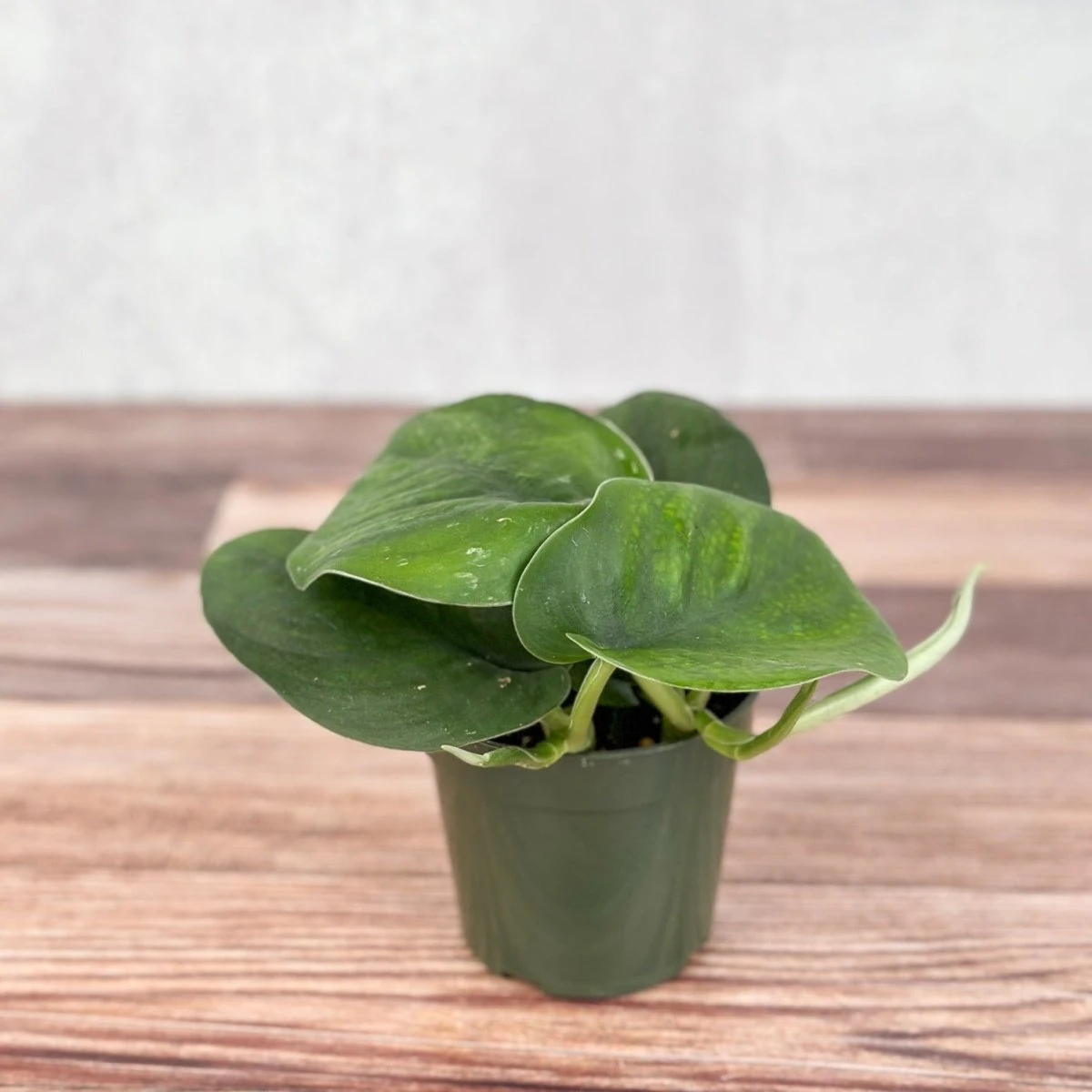 Scindapsus Pictus ‘Jade’ - Green Scindapsus 3 Scindapsus Pictus ‘Jade’ - Green Scindapsus