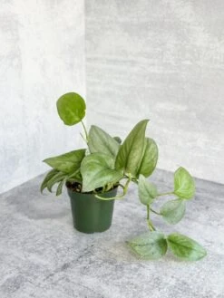 Scindapsus Pictus 'Silver Hero' -Eds Plant Shop scindapsus pictus silver hero 4 inch 150642