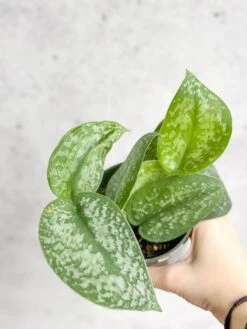 Scindapsus Pictus 'Silver Splash' -Eds Plant Shop scindapsus pictus silver splash silver splash scindapsus various sizes 923803