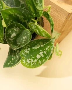 Scindapsus Pictus ‘Silvery Anne’ - Silver Pothos -Eds Plant Shop scindapsus pictus silvery anne silver pothos 2183242