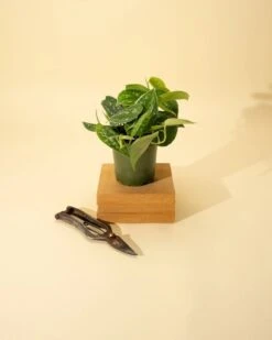 Scindapsus Pictus ‘Silvery Anne’ - Silver Pothos -Eds Plant Shop scindapsus pictus silvery anne silver pothos 3689255