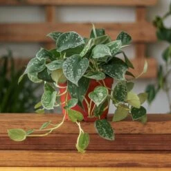 Scindapsus Pictus ‘Silvery Anne’ - Silver Pothos -Eds Plant Shop scindapsus pictus silvery anne silver pothos various sizes 429368