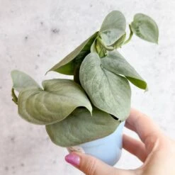 Scindapsus Sooo™ Silver 13 Scindapsus Sooo™ Silver -Eds Plant Shop scindapsus pictus sooo silver 3 inch 210650