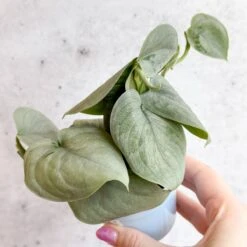 Scindapsus Sooo™ Silver 12 Scindapsus Sooo™ Silver -Eds Plant Shop scindapsus pictus sooo silver 3 inch 697432