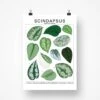 Scindapsus Species ID Chart - Botanical Houseplant Art Print -Eds Plant Shop scindapsus species id chart botanical houseplant art print 977509