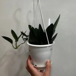 Scindapsus Treubii 'Dark Form' - Various Sizes -Eds Plant Shop scindapsus treubii dark form various sizes 160852