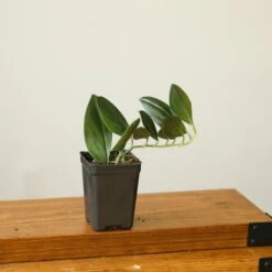 Scindapsus Treubii 'Dark Form' - Various Sizes -Eds Plant Shop scindapsus treubii dark form various sizes 305064