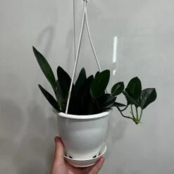 Scindapsus Treubii 'Dark Form' - Various Sizes -Eds Plant Shop scindapsus treubii dark form various sizes 974666