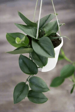 Scindapsus Treubii 'Moonlight' - Silver Scindapsus -Eds Plant Shop scindapsus treubii moonlight silver scindapsus 298147