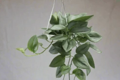 Scindapsus Treubii 'Moonlight' - Silver Scindapsus -Eds Plant Shop scindapsus treubii moonlight silver scindapsus 388247