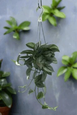 Scindapsus Treubii 'Moonlight' - Silver Scindapsus -Eds Plant Shop scindapsus treubii moonlight silver scindapsus 407252