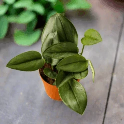 Scindapsus Treubii 'Moonlight' - Silver Scindapsus -Eds Plant Shop scindapsus treubii moonlight silver scindapsus 588791