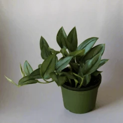 Scindapsus Treubii 'Moonlight' - Silver Scindapsus -Eds Plant Shop scindapsus treubii moonlight silver scindapsus 613662