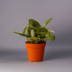 Scindapsus Treubii 'Moonlight' - Silver Scindapsus -Eds Plant Shop scindapsus treubii moonlight silver scindapsus 924658