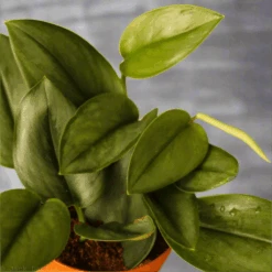 Scindapsus Treubii 'Moonlight' - Silver Scindapsus -Eds Plant Shop scindapsus treubii moonlight silver scindapsus 951239