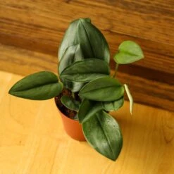 Scindapsus Treubii 'Moonlight' - Silver Scindapsus -Eds Plant Shop scindapsus treubii moonlight silver scindapsus various sizes 139771