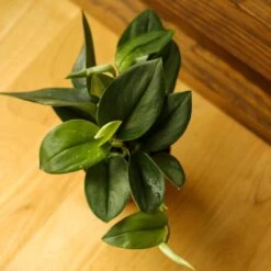 Scindapsus Treubii 'Moonlight' - Silver Scindapsus -Eds Plant Shop scindapsus treubii moonlight silver scindapsus various sizes 978878