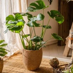 Seagrass Style Cement Planter 18 Seagrass Style Cement Planter -Eds Plant Shop seagrass style cement planter 246120