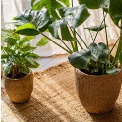 Seagrass Style Cement Planter 16 Seagrass Style Cement Planter -Eds Plant Shop seagrass style cement planter 290743