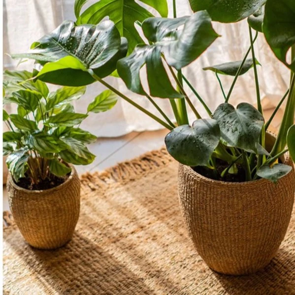 Seagrass Style Cement Planter 5 Seagrass Style Cement Planter - Image 3